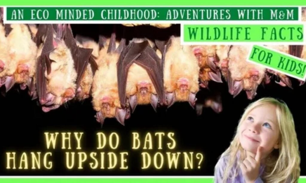 psychological-dimensions-of-dreaming-about-observing-a-bat-hanging-upside-down