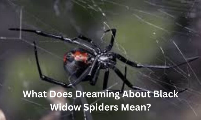 what-does-dreaming-about-black-widow-spiders-mean